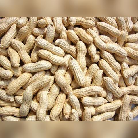 河南各地花生叫什么名字