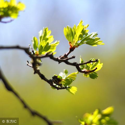 合肥正丰花市相关长尾关键词有哪些