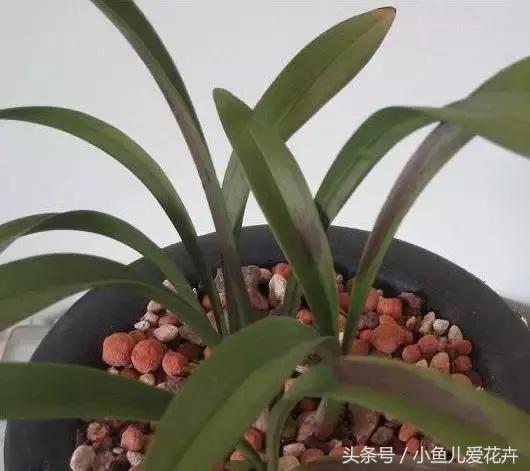 奥司他韦宝宝用量2019 奥司他韦宝宝用量2019