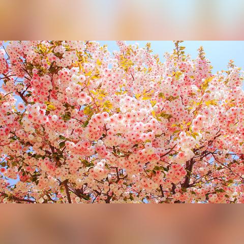 大连锦绣暖山幼儿园的长尾关键词有什么