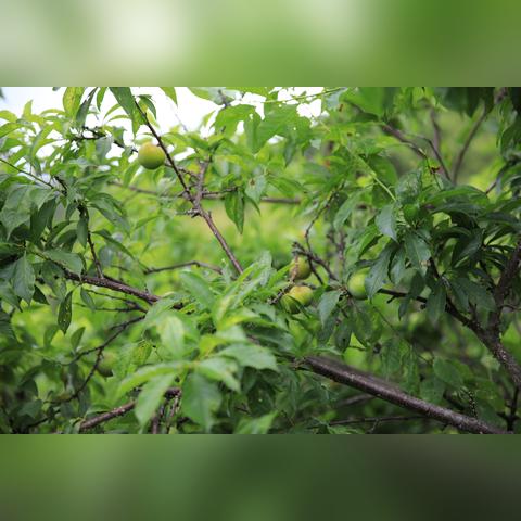 厦门采摘杨梅的地方的相关长尾关键词有哪些