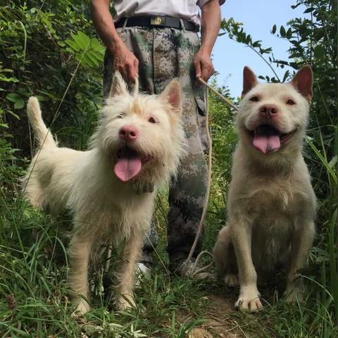 深圳下司犬相关长尾关键词有哪些