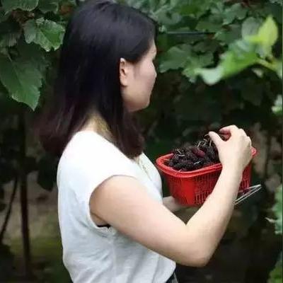 成都市区哪里有桑叶