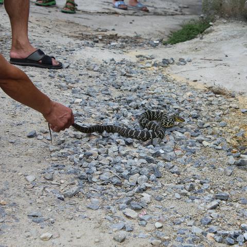 桂林市哪里有吃蛇的店子