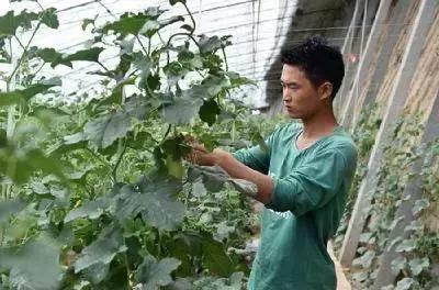 返乡创业浪潮下，农业项目的失败有何借鉴意义？