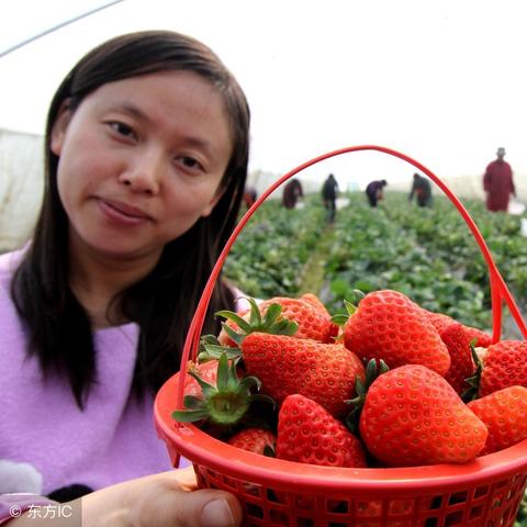【合肥今日菜价】2025年6月13日合肥菜价是多少