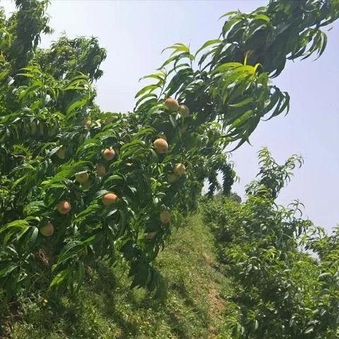 河南桃树怎么样了