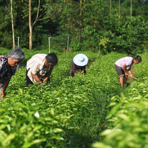 重庆大学各区面积的长尾关键词有哪些