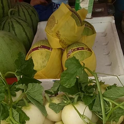 桂林什么时候可以种香瓜相关长尾关键词有哪些