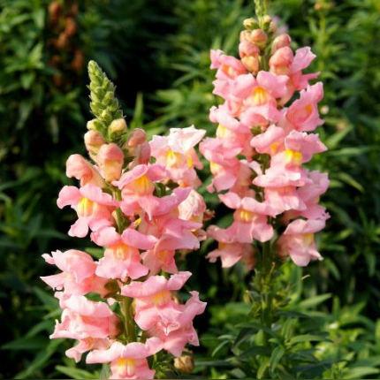 一本万利是什么意思