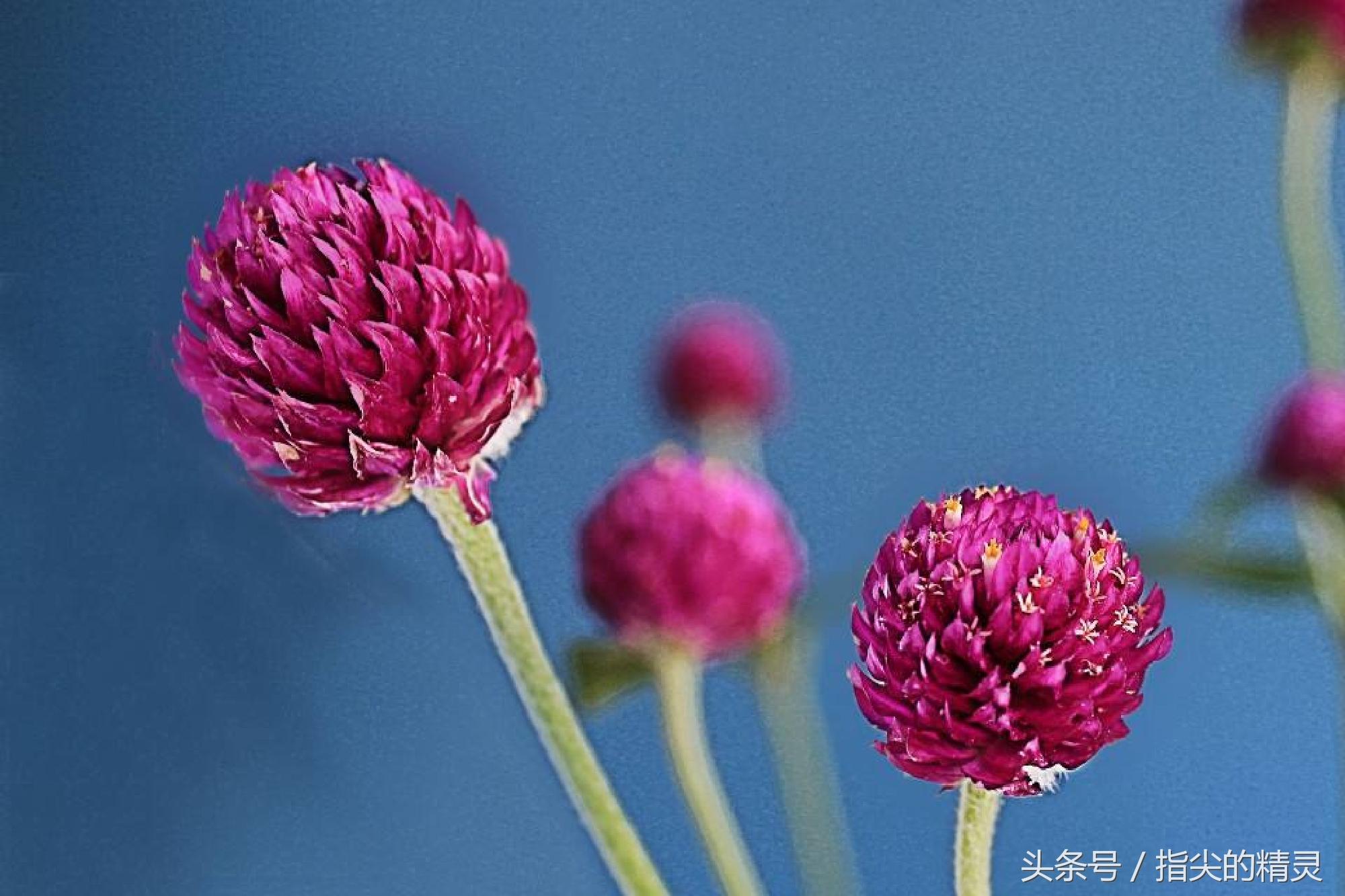 千日红花茶的功效与禁忌,有一种像红色的花一样的茶叶?