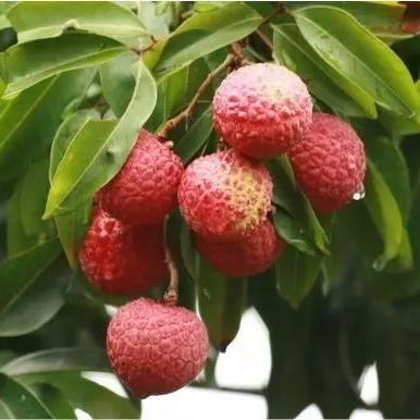 广州市一共有多少种水果