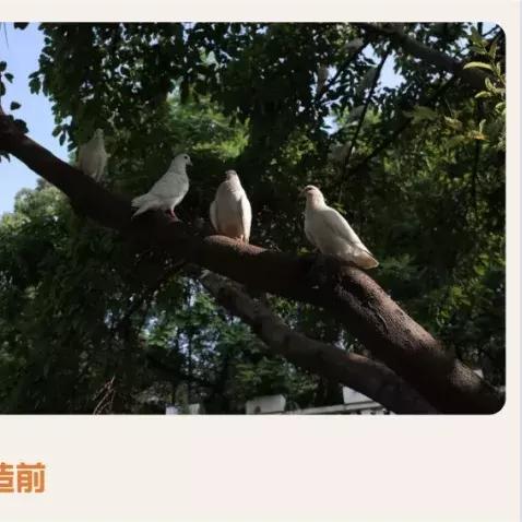 成都市哪里有肉鸽子卖