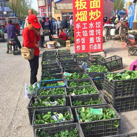 哈尔滨市卖菜苗的商场叫什么