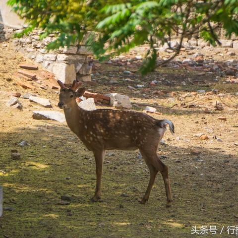 济南市动物园周围有什么