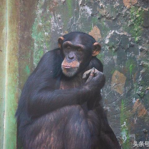 济南市里的动物园在哪里