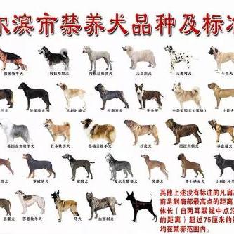 哈尔滨牛头梗相关长尾关键词有哪些