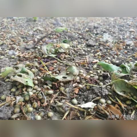 哈尔滨市哪里卖园林药的