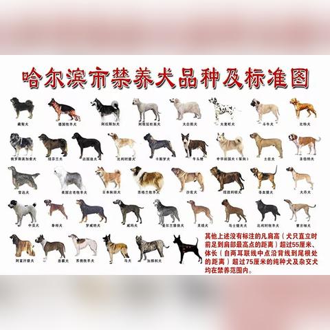 哈尔滨斗牛犬相关长尾关键词有哪些