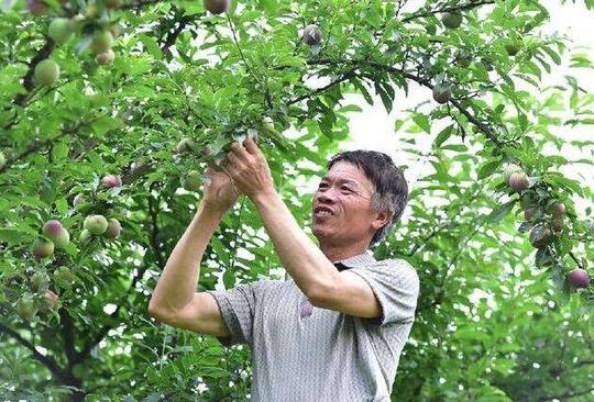 2018年农村创业做什么好？可以去试试这个种植项目