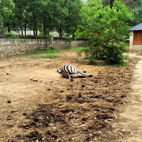 武汉市动物园哪个最好