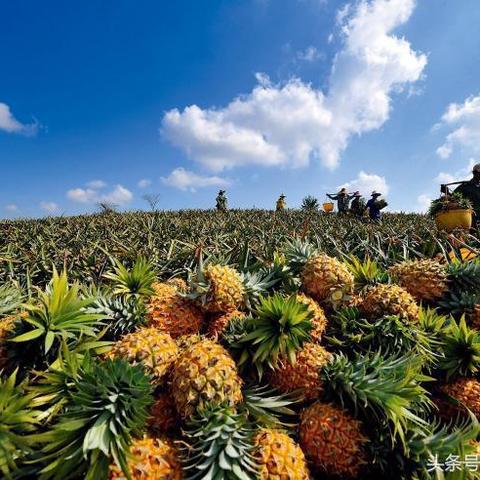 徐闻天气的长尾关键词有哪些