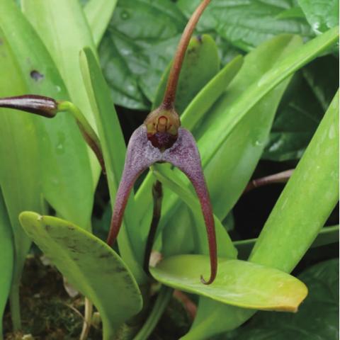 小白亚马逊跨境教程的相关长尾关键词有什么