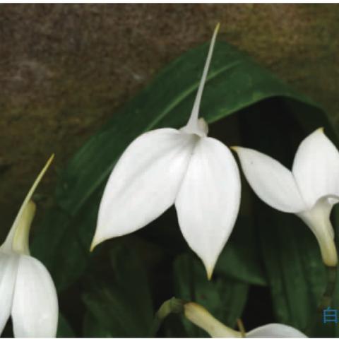 植物辨别软件的长尾关键词是什么