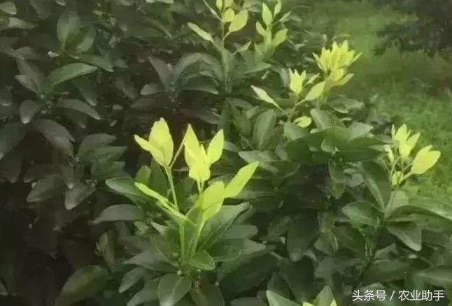 晚熟柑橘保果種植手藝_柑橘種植辦理要點有哪些