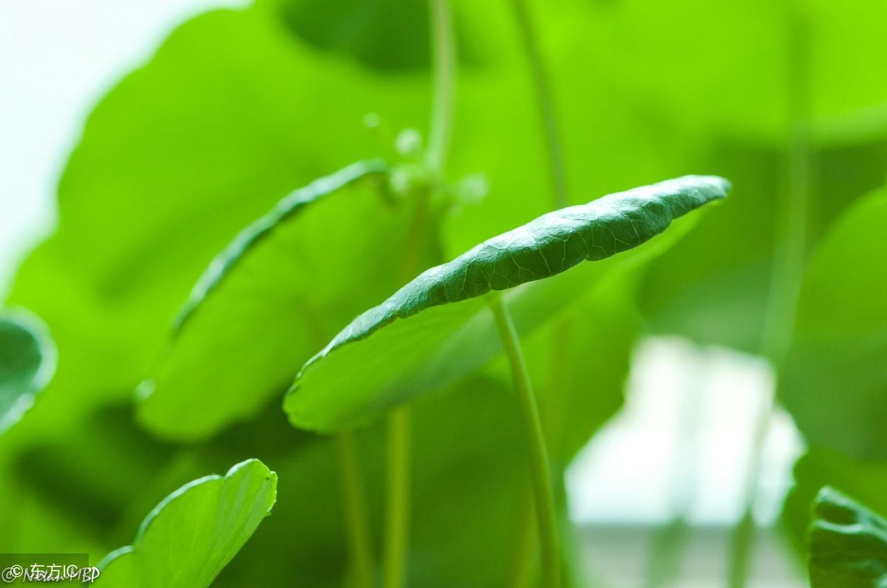 连钱草的别名,为什么要叫雷公根?