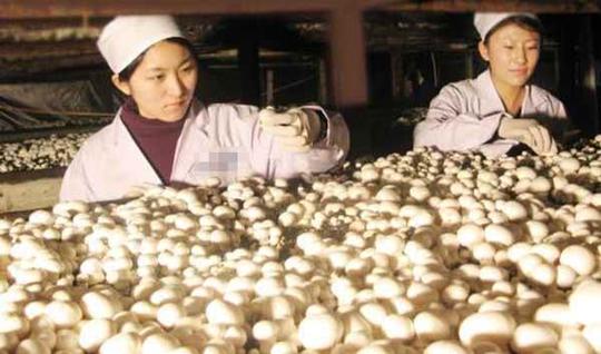 30岁硕士研究生，放弃高薪种蘑菇，雇40多名农民，每月工资要10万
