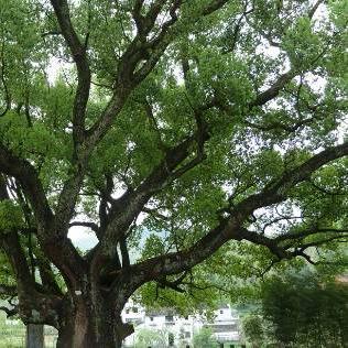 福建智能车牌识别怎么样