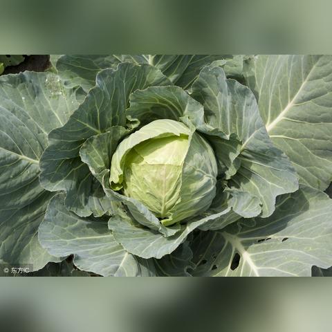 临沂市每日菜价价格的长尾关键词有什么