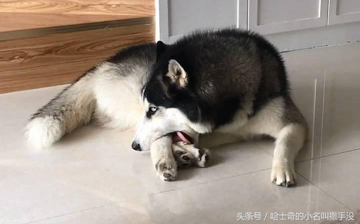 梦见狗舔自己的脸