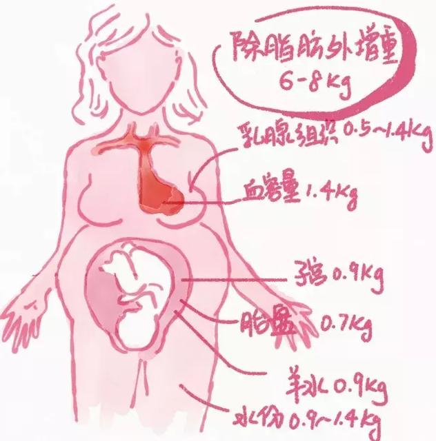 孕妇的体重都长到哪了