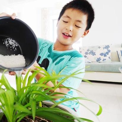 鸡蛋花爱生虫怎么办