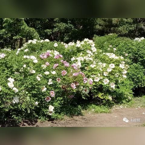 哈尔滨市哪里买牡丹花好