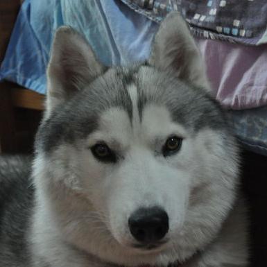 长沙哈士奇论坛相关长尾关键词有哪些