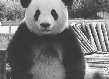 超大熊猫头表情包动图表情包