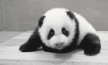 超大熊猫头表情包动图表情包