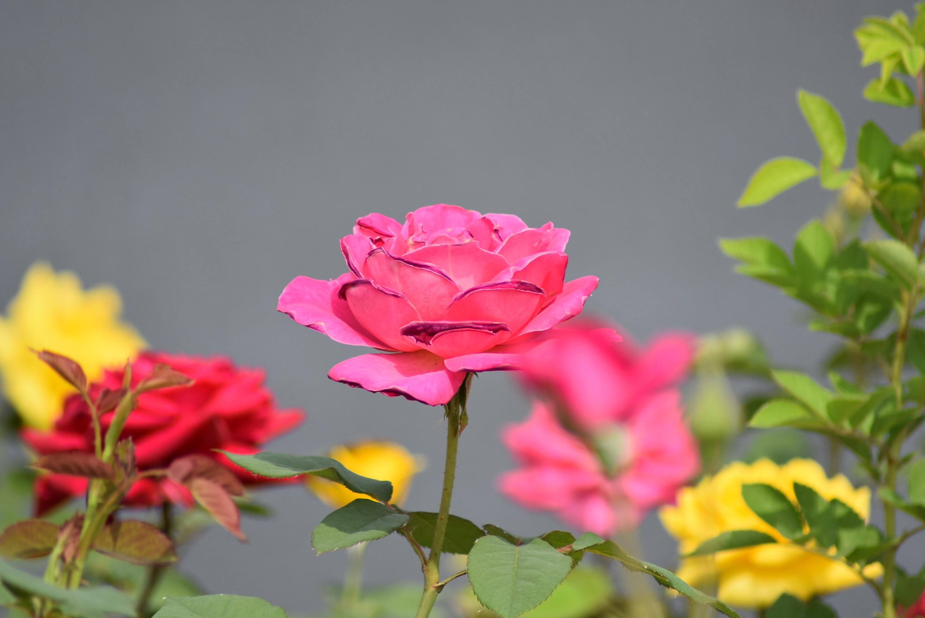 代表友情的花是哪一种,适合屋顶种植的果树和花草有哪些?"