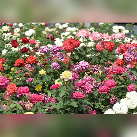 新余市和石家庄市哪个大