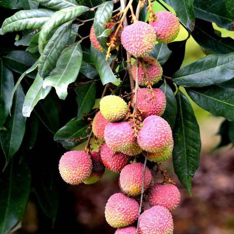 钦州雨季什么时候