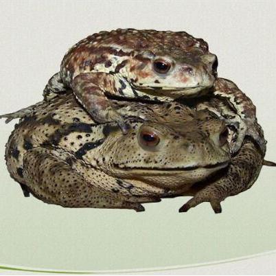 蟾蜍衣南通市哪里有售