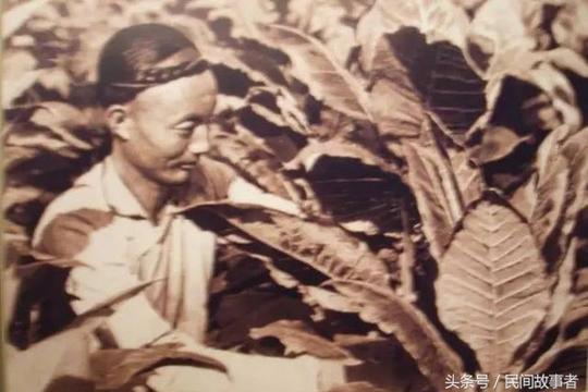 吸烟这么多年！你知道烟草也有着源远流长的历史吗！