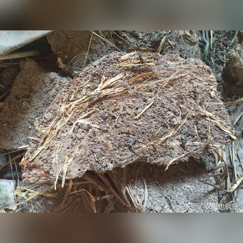 茶麸洗发乳效果怎么样？