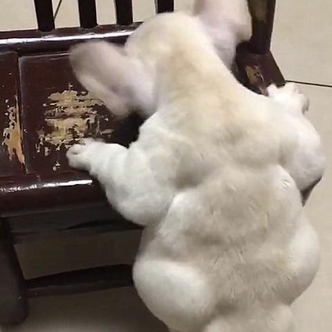 河北省保定市的法斗犬的长尾关键词有什么