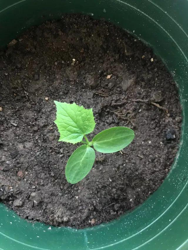 盆栽果类植物,农村自家地块种植的辣椒?"