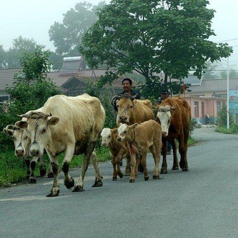 沈阳到绿江村团相关长尾关键词有哪些