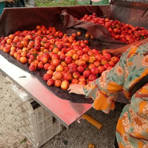 潍坊市十元烤鸡架店在哪里